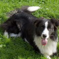 Border Collie