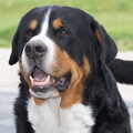 Grote Zwitserse Sennenhond