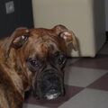 Boxer