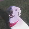 Labrador