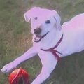 Labrador
