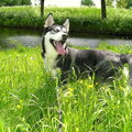 Siberische Husky
