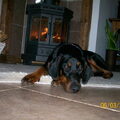 Dobermann