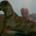 Dogo Canario