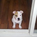 Staffordshire Bull Terrier