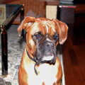 Boxer