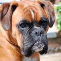 Boxer