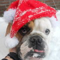 Engelse Bulldog