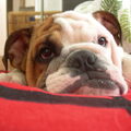 Engelse Bulldog