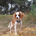 Cavalier King Charles Spaniel