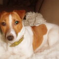 Jack Russell Terrier
