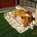 Basenji