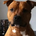 American Staffordshire Terrier