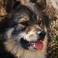 Finse Lappenhond