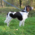 Drentsche Patrijshond