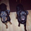 Rottweiler