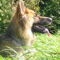 Oud Duitse Herdershond