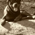 Rottweiler