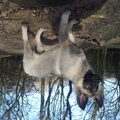 Shiloh Shepherd