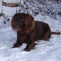 Duitse Staande Hond, Langhaar