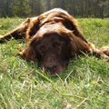 Duitse Staande Hond, Langhaar