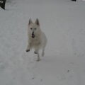 hier kwam misty in de sneeuw op mij afrennen