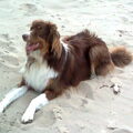 Australian Shepherd