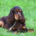 Engelse Cocker Spaniel