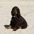 Engelse Cocker Spaniel
