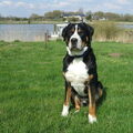Grote Zwitserse Sennenhond