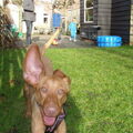 Vizsla (Hongaarse staande hond)