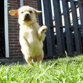 Dit is Monthy Onze Puppy
