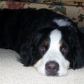 Berner Sennenhond