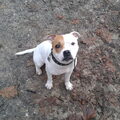 Staffordshire Bull Terrier