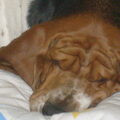 Basset Hound