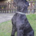Schnauzer