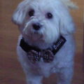 Maltezer