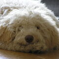 Labradoodle