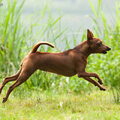 Dwergpinscher