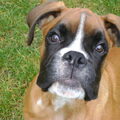Boxer