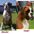 Boxer