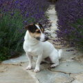 Jack Russell Terrier