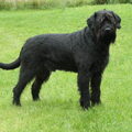 Riesenschnauzer, zwart