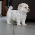 Maltezer