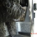 Bouvier