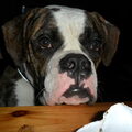 Amerikaanse Bulldog