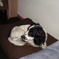 Engelse Springer Spaniel