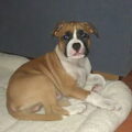 American Staffordshire Terrier