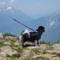 Tibetaanse Spaniel