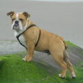 Engelse Bulldog